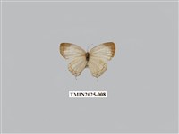 藏品(白雅波灰蝶)的圖片